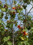 Kokia kauaiensis   - Flowering branch