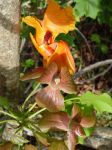 Kokia kauaiensis   - Flowers open and in bud