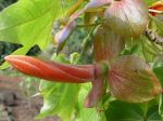 Kokia kauaiensis   - Flower in bud