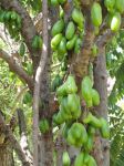 Averrhoa bilimbi   - Trunk and branches with fruit