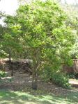 Averrhoa bilimbi   - Habit