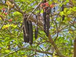 Cassia grandis   - Branch with flowers and fruit