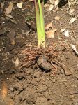Colocasia esculenta   - Corm