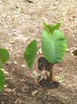 Colocasia esculenta   - Habit, dry land taro