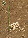 Curcuma longa   - Rhizomes with new growth
