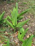 Curcuma longa   - Habit with young leaves