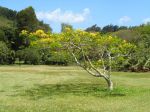 Delonix regia   - Habit, form with yellow flowers