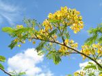Delonix regia   - Flowering branch, yellow form