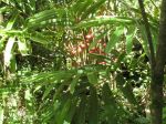 Etlingera corneri   - Habit with leaves and flowers