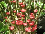 Etlingera corneri   - Inflorescences, mature plant