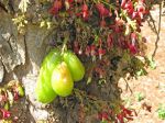 Averrhoa bilimbi   - Inflorescences and fruit
