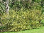 Bakeridesia integerrima   - Habit, flowering plant