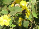 Bakeridesia integerrima   - Flowers with bee