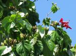 Hibiscus elatus   - Leaves, flowers and buds with green and split capsules
