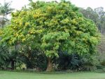 Pterocarpus indicus   - Habit, tree in flower