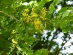 Pterocarpus indicus   - Flowering branch