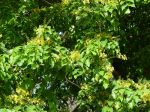 Pterocarpus indicus   - Flowering branches
