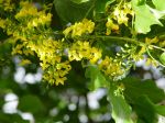 Pterocarpus indicus   - Inflorescences