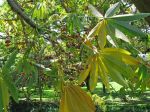 Sterculia foetida   - Branch with leaves flowers