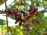 Sterculia foetida   - Flowers