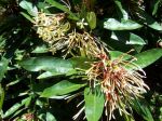 Ixora hookeri   - Leaves with flowers