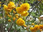 Cochlospermum vitifolium   - Tree in full flower