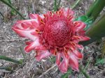 Etlingera elatior   - Inflorescence with bracts and flowers