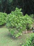 Hibiscus waimeae subsp. hannerae  - Habit, in flower