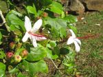 Hibiscus waimeae subsp. hannerae  - Flowers and ripening capsules