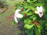 Hibiscus waimeae subsp. hannerae  - Flowers and ripening capsules