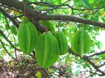 Averrhoa carambola   - Green fruit