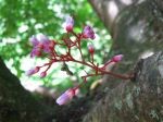 Averrhoa carambola   - Inflorescence detail