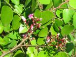 Averrhoa carambola   - Flowering branch