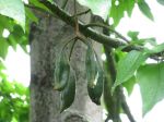 Brachychiton acerifolius   - Developing fruit, leaves and trunk