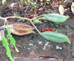 Brachychiton acerifolius   - Mature fruit with seeds, green fruit, flowers