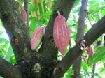Theobroma cacao   - Immature fruits on trunk and branches