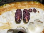 Theobroma cacao   - Split fruit revealing purple seeds