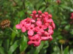Arachnothryx leucophylla   - Inflorescence with bright pink, tubular flowers