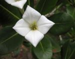 Beautiful Plants of the NTBG