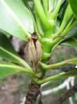 Bikkia tetrandra   - Stem with old, split capsule