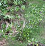 Bikkia tetrandra   - Habit