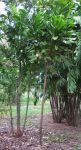 Barringtonia procera   - Habit, young plant