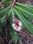 Barringtonia procera   - Flowering branch