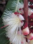 Barringtonia procera   - Open flowers and buds