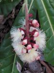 Barringtonia procera   - Inflorecence with buds and open flowers