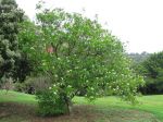 Cerbera manghas   - Habit, in flower