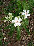 Cerbera manghas   - Inflorescence with flowers showing red 