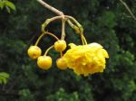 Cochlospermum vitifolium   - Inflorescence with buds and flower