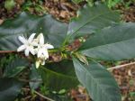 Coffea arabica   - Flowers with leaves