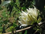 Coffea arabica   - Opening flower cluster